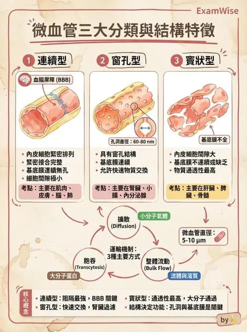 物治 - 心臟血管與血液解剖 - AI 圖文解析預覽