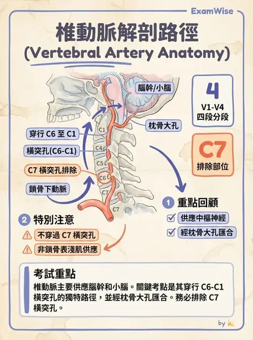 物治 - 心臟血管與血液解剖 - AI 圖文解析預覽