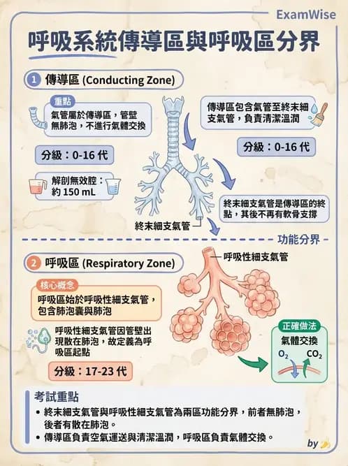 物治 - 呼吸系統解剖 - AI 圖文解析預覽