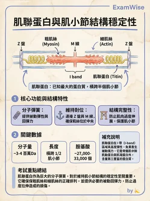物治 - 肌肉收縮與纖維特性 - AI 圖文解析預覽