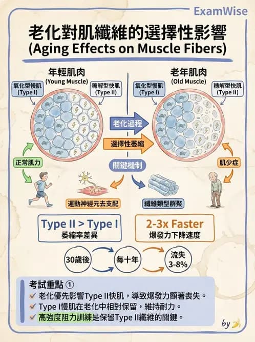 物治 - 骨骼生理與發展老化 - AI 圖文解析預覽