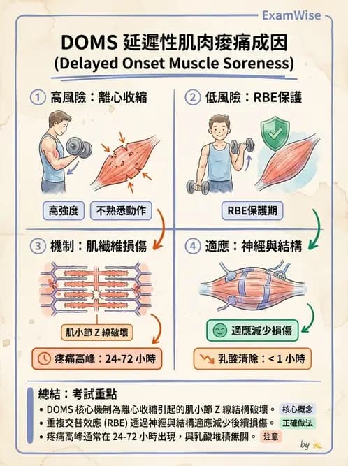 物治 - 能量代謝與運動適應 - AI 圖文解析預覽