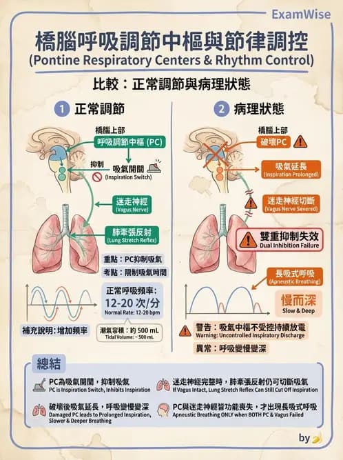 物治 - 呼吸生理 - AI 圖文解析預覽