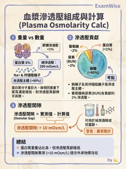 物治 - 消化泌尿系統生理 - AI 圖文解析預覽