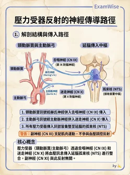 物治 - 心臟血管生理 - AI 圖文解析預覽
