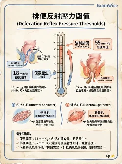 物治 - 消化泌尿系統生理 - AI 圖文解析預覽