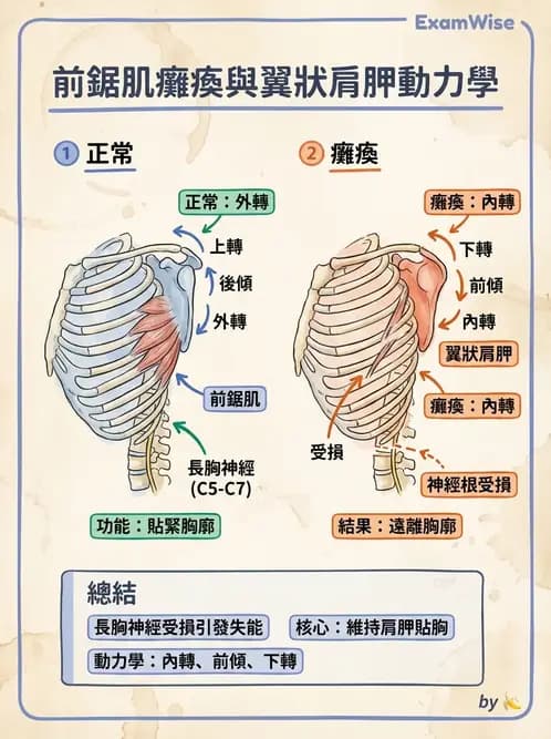 物治 - 肩關節複合體生物力學 - AI 圖文解析預覽