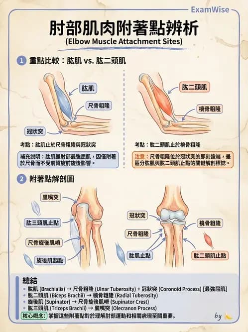 物治 - 上肢與頭頸肌肉解剖 - AI 圖文解析預覽