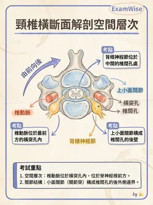 物治 - 頸椎肌動學與生物力學 - AI 圖文解析預覽