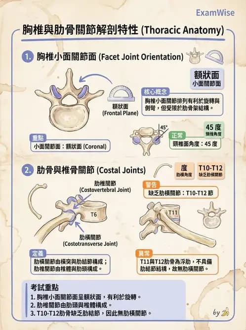 物治 - 軀幹肌動學與生物力學 - AI 圖文解析預覽