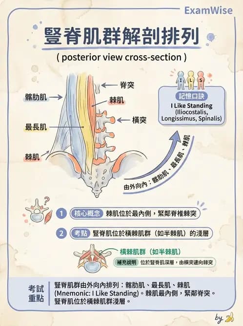 物治 - 軀幹肌動學與生物力學 - AI 圖文解析預覽