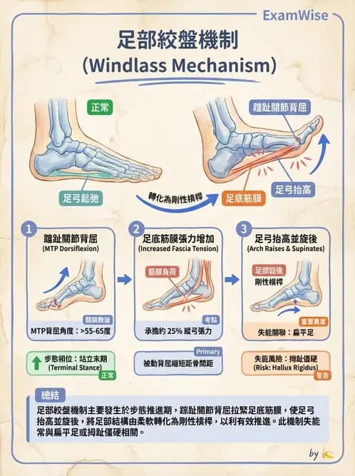 物治 - 步態週期與生物力學 - AI 圖文解析預覽