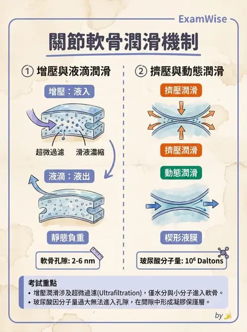 物治 - 組織生物力學 - AI 圖文解析預覽