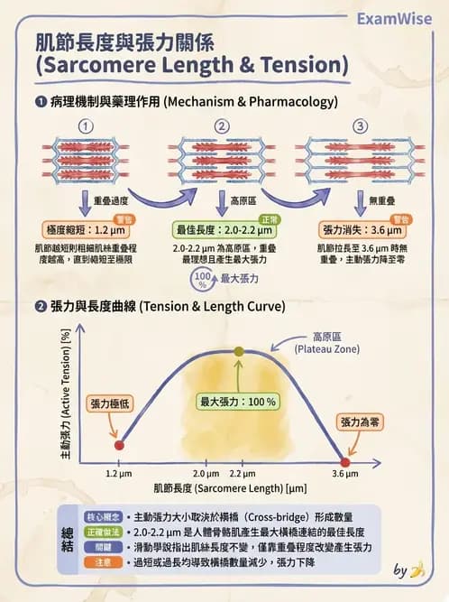 物治 - 肌肉力學與感覺運動控制 - AI 圖文解析預覽