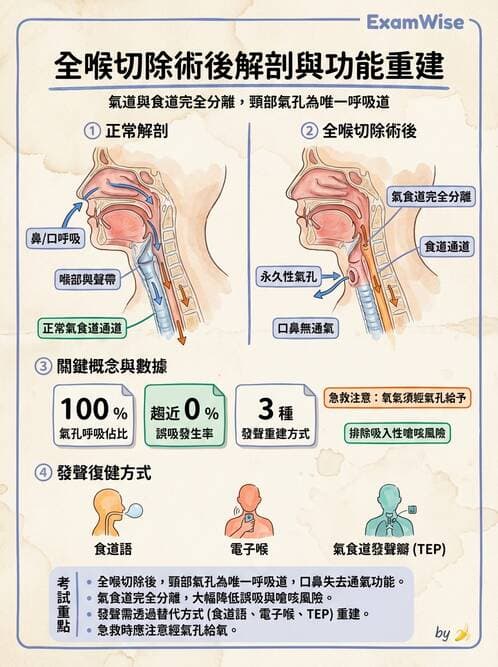 專師 - 頭頸腫瘤與甲狀腺 - AI 圖文解析預覽