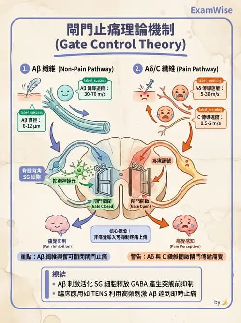 物治 - 脊髓與周邊神經疾病 - AI 圖文解析預覽