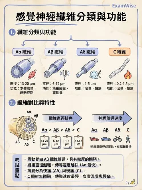 物治 - 脊髓與周邊神經疾病 - AI 圖文解析預覽