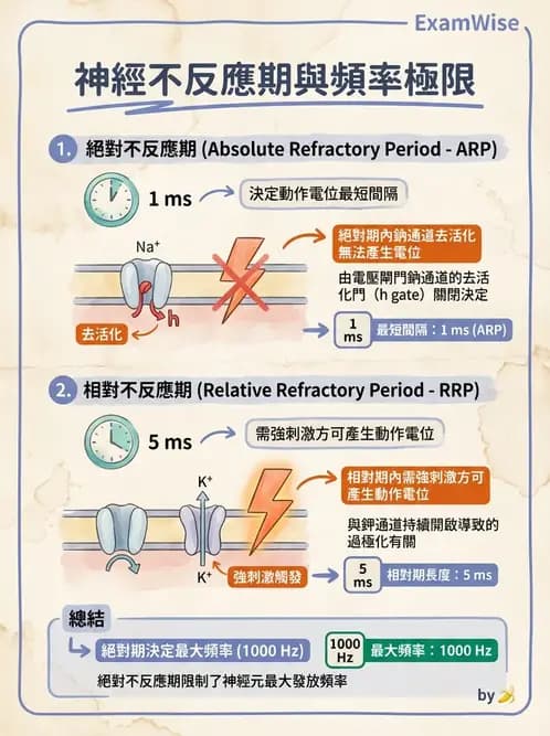 物治 - 經皮電刺激與電療基礎 - AI 圖文解析預覽