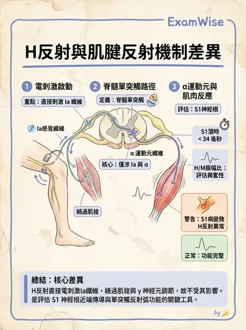 物治 - 電生理診斷 - AI 圖文解析預覽