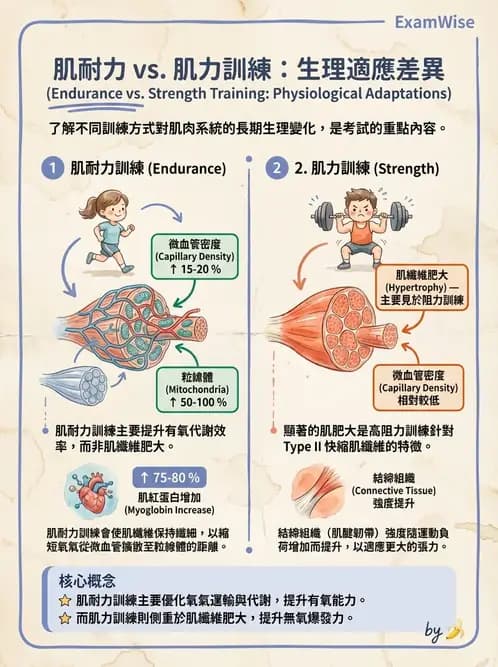 物治 - 肌耐力與神經肌肉適應 - AI 圖文解析預覽