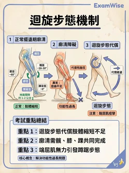 物治 - 行走評估與訓練 - AI 圖文解析預覽