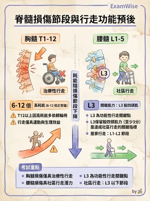 物治 - SCI功能預後與復健訓練 - AI 圖文解析預覽