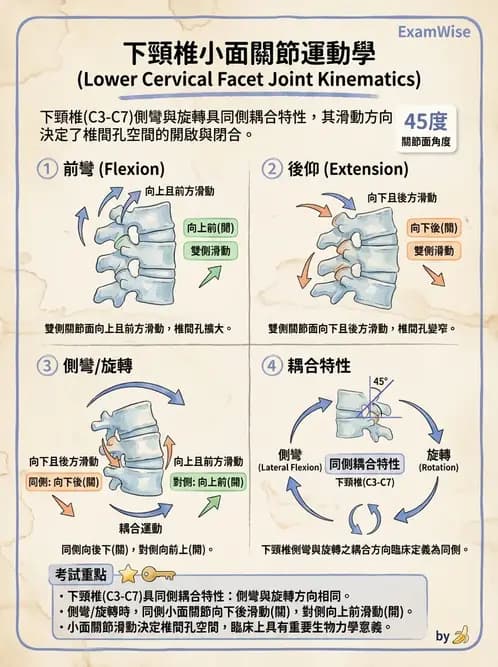 物治 - 頸椎評估與病理 - AI 圖文解析預覽