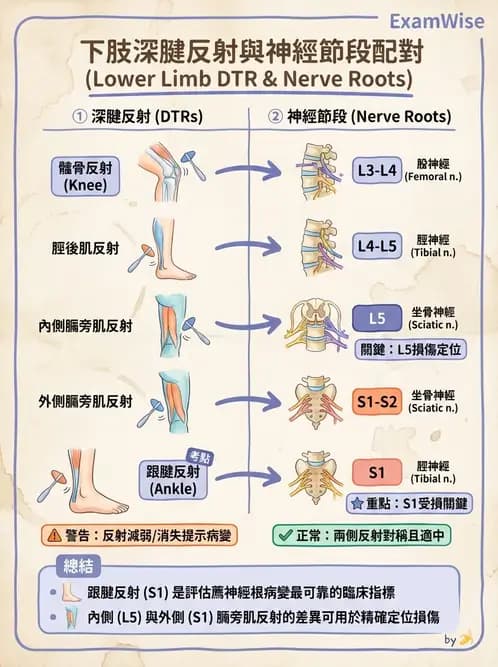 物治 - 腰椎椎間盤與脊椎狹窄 - AI 圖文解析預覽