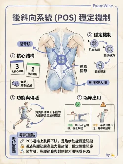 物治 - 腰椎穩定訓練與治療原則 - AI 圖文解析預覽