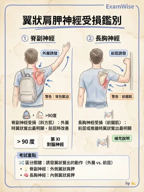 物治 - 肩胛生物力學與神經損傷 - AI 圖文解析預覽