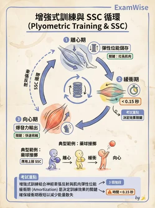 物治 - 肘及前臂關節 - AI 圖文解析預覽