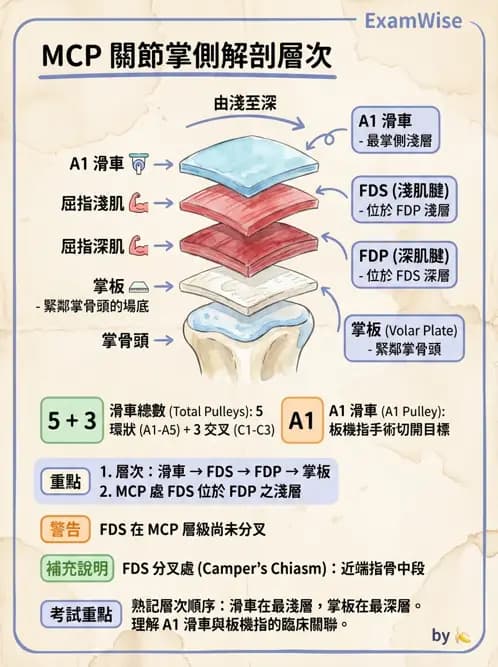 物治 - 手部肌腱損傷與變形 - AI 圖文解析預覽