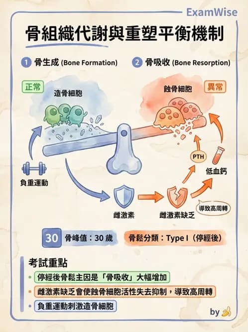 物治 - 女性健康 - AI 圖文解析預覽