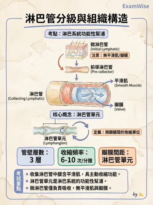 物治 - 皮膚與淋巴系統物理治療 - AI 圖文解析預覽