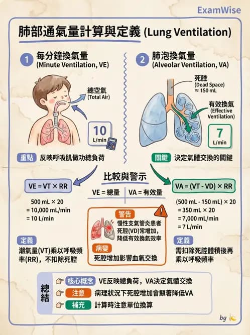 物治 - 呼吸解剖、生理與力學 - AI 圖文解析預覽