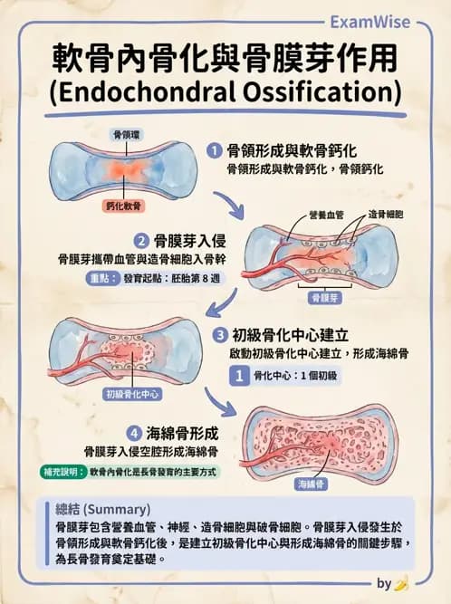 物治 - 骨骼與關節解剖 - AI 圖文解析預覽