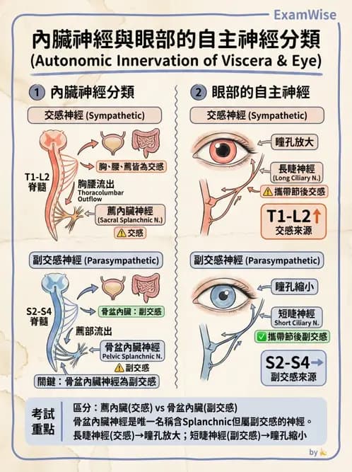 物治 - 周邊與自主神經解剖 - AI 圖文解析預覽