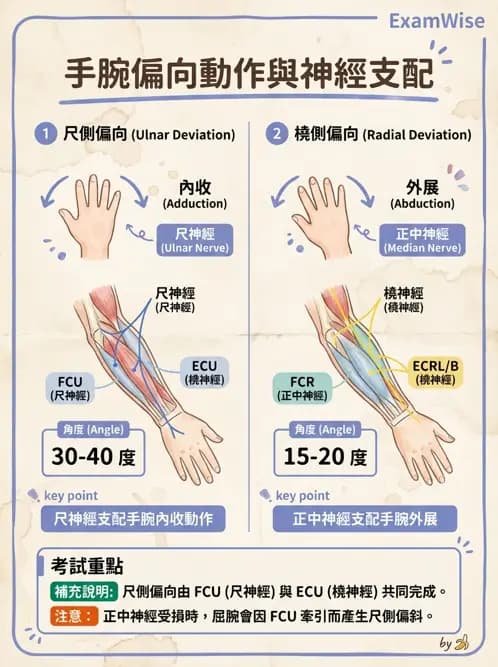 物治 - 周邊與自主神經解剖 - AI 圖文解析預覽
