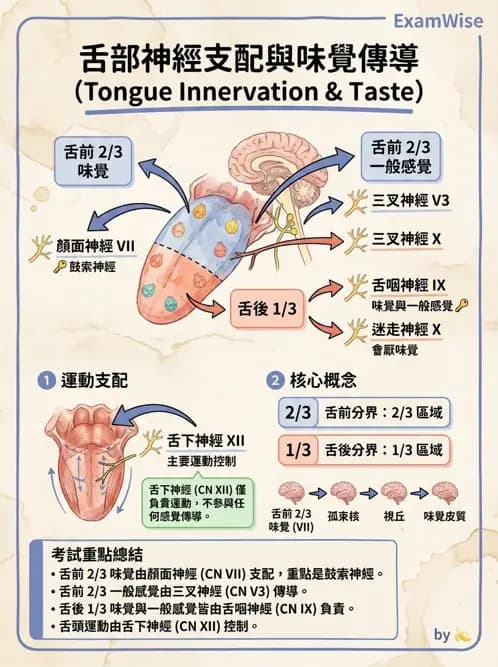物治 - 腦神經與脊神經解剖 - AI 圖文解析預覽