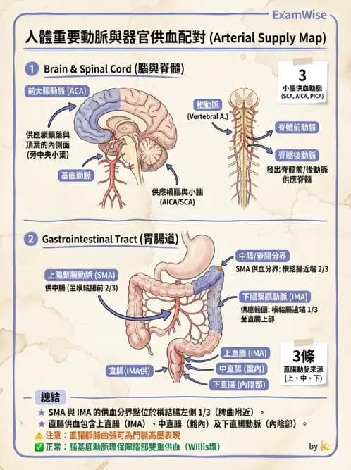 物治 - 心臟血管與血液解剖 - AI 圖文解析預覽