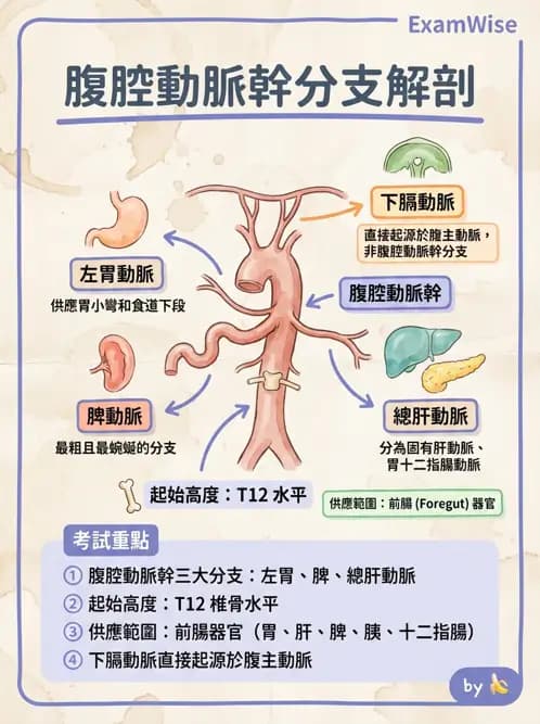 物治 - 心臟血管與血液解剖 - AI 圖文解析預覽