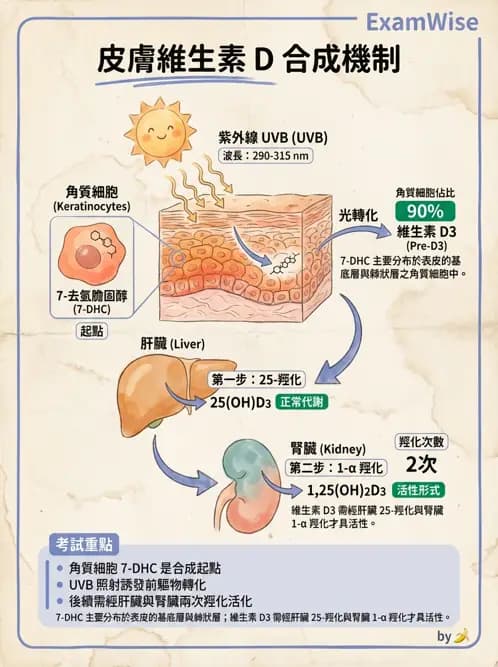 物治 - 內分泌與皮膚解剖 - AI 圖文解析預覽