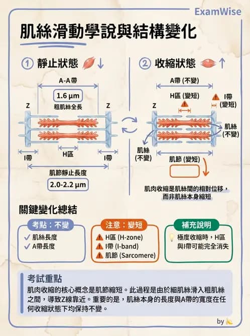 物治 - 肌肉收縮與纖維特性 - AI 圖文解析預覽