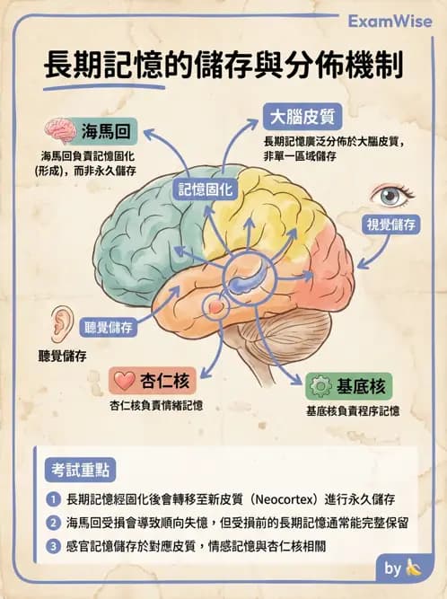 物治 - 神經系統生理 - AI 圖文解析預覽