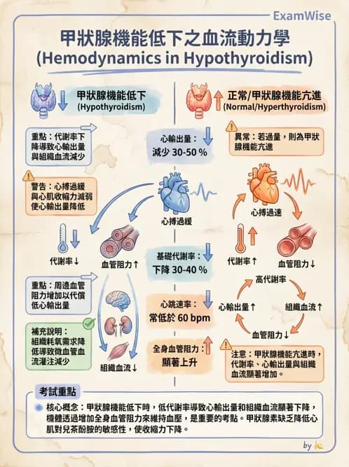 物治 - 內分泌系統生理 - AI 圖文解析預覽