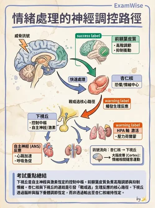 物治 - 神經系統生理 - AI 圖文解析預覽