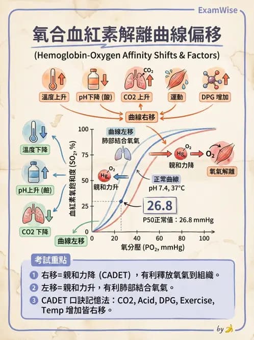 物治 - 呼吸生理 - AI 圖文解析預覽