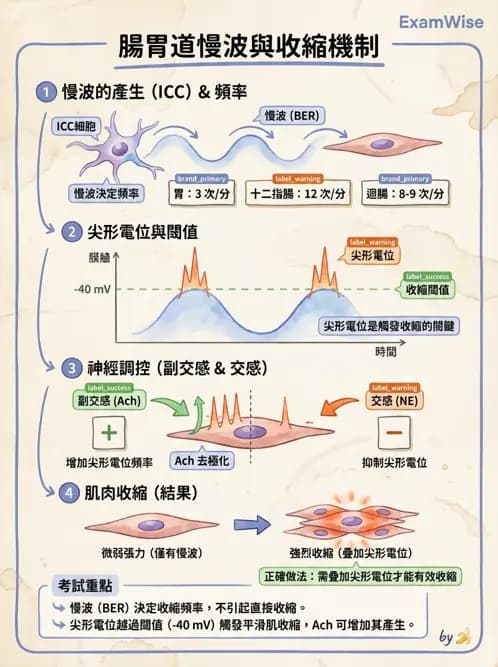 物治 - 消化泌尿系統生理 - AI 圖文解析預覽
