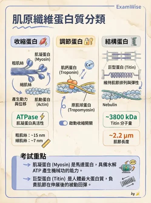 物治 - 肌肉收縮與纖維特性 - AI 圖文解析預覽