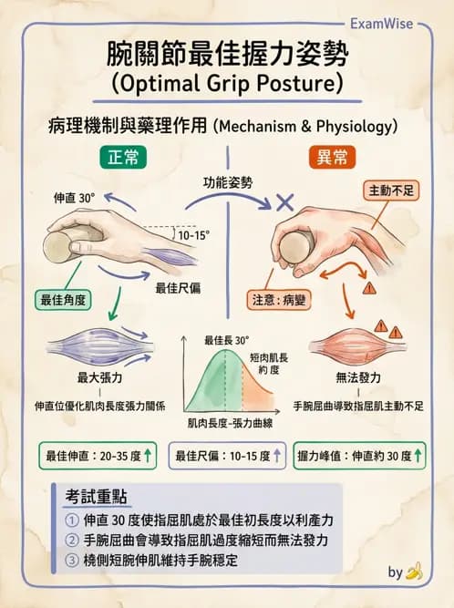 物治 - 腕關節生物力學 - AI 圖文解析預覽